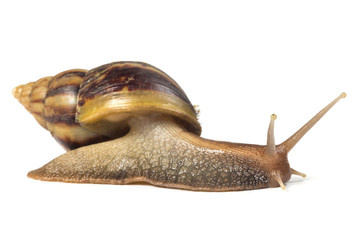 Snail isolated on white background
