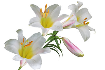 Fototapeta na wymiar White Lily Flower