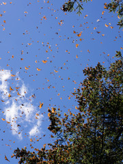 Monarch Butterflies on tree branch in blue sky background in Michoacan, Mexico