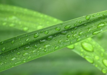 Fresh drops of dew on pandan leaves