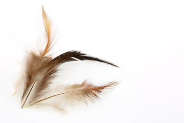 feather on a white background.for design.