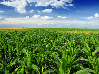Fototapeta na wymiar corn field