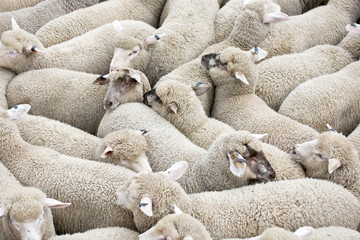 Naklejka premium Herd of sheep on a truck 