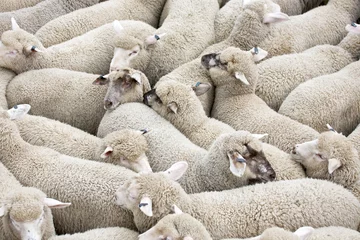 Papier Peint photo Lavable Moutons Herd of sheep on a truck 