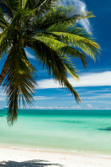 Fototapeta na wymiar Single coconut palm on a white sand beac
