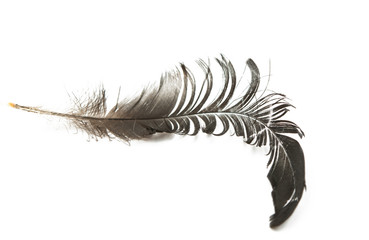 bird's feather