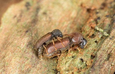 Mating fan-bearing wood-borers, Ptilinus pectinicornis on wood