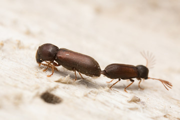 Mating fan-bearing wood-borers, Ptilinus pectinicornis on wood