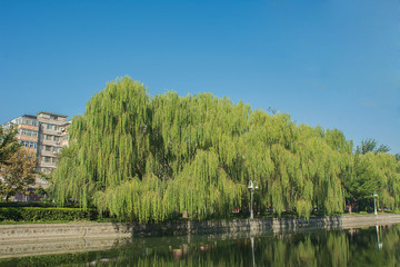 Fototapeta premium Cityscape of bottle brush trees near lake in park with building