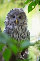 Ural Owl