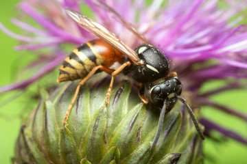 Red wasp, Vespula rufa on stem 