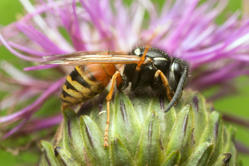 Red wasp, Vespula rufa on stem 