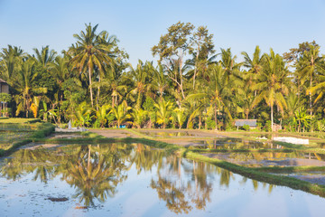 Obraz premium Rice paddies near Ubud in Bali