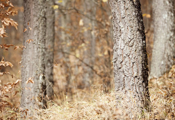 Old trees in an autumn forest