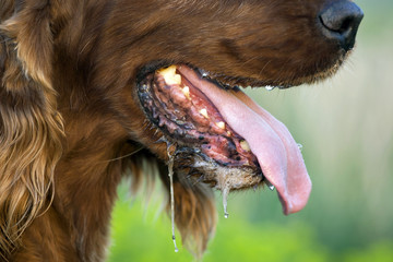 Mad dog panting in a hot summer