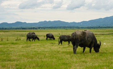 Buffalo Thailand