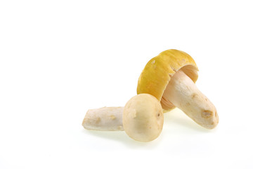 Mushrooms in natural on white background. for design.