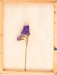  Vintage image of dried flowers in the canvas frame
