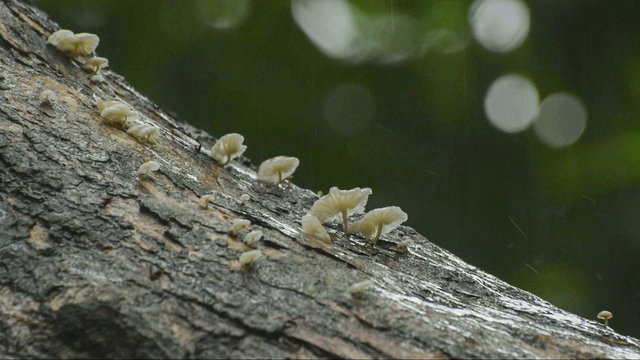 Rain drops falling on fungus on slanted tree branch, beautiful natural HD monsoon stock footage, enviromental and seasonal video