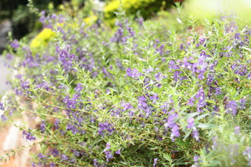 beautiful Flower with soft focus color filtered background