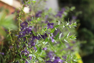 beautiful Flower with soft focus color filtered background