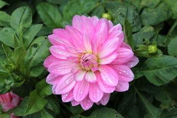 Dahlia