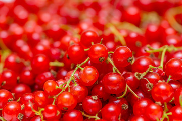 Background made of red currant berries