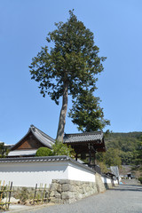 Fototapeta na wymiar 寺の木