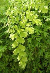 Green leaves background