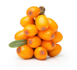Sea buckthorn isolated 