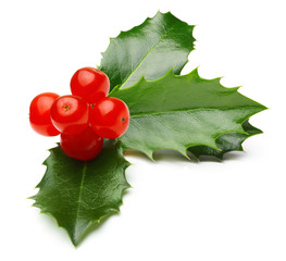 Holly berry leaves isolated 