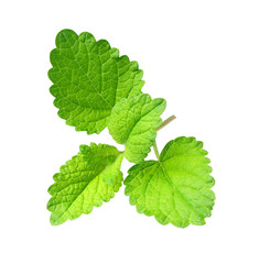 Green lemon melissa, mint leaves 