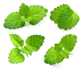 Green lemon melissa, mint leaves 