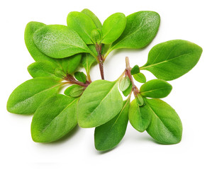 Thyme fresh herb isolated 
