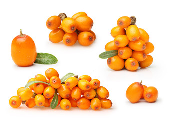 Sea buckthorn isolated 