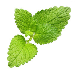 Green lemon melissa, mint leaves 