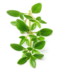 Thyme fresh herb isolated 