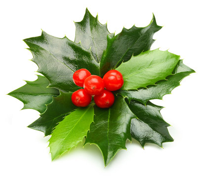 Holly berry leaves isolated 