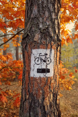 bike path in the woods