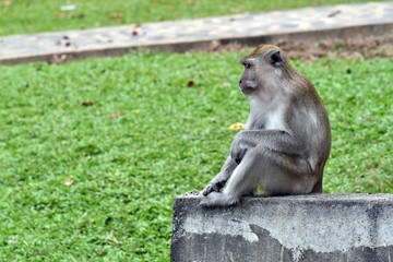 Monkey sitting and waiting on the concrete