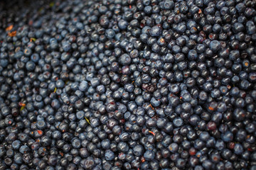 Blueberry