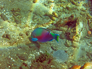 Thriving  coral reef alive with marine life and   fish, Bali.   