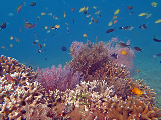 Fototapeta na wymiar Thriving coral reef alive with marine life and shoals of fish, 