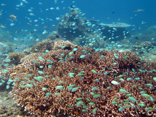 Naklejka na ściany i meble Thriving coral reef alive with marine life and shoals of fish, 