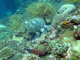 Naklejka na ściany i meble Hawksbill sea turtle current on coral reef island, Bali.