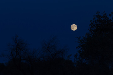 Fototapeta na wymiar the moon in the evening sky