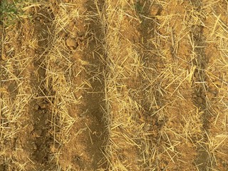 Texture of field after harvest
