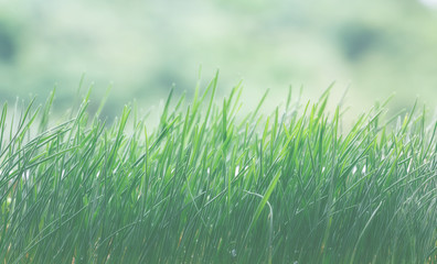 Obraz premium Gass background