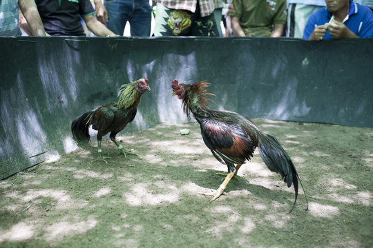 two cocks in fight