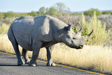 Obraz premium Black Rhinoceros - Etosha National Park, Namibia